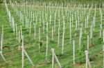 Row Of Cement Pole Grape Farm Stock Photo