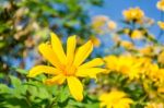 Mexican Sunflower Amazing View With Green Grass And Blue Sky Lan Stock Photo