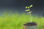 Manila Tamarind Sprout Seed On Plant Pot Stock Photo