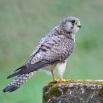 Female Common Kestrel Stock Photo