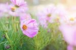 Cosmos With Sunrise Stock Photo