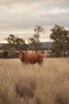 Longhorn Cow In The Paddock Stock Photo