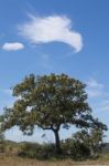 Quercus Ilex Tree Stock Photo