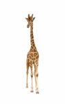 Giraffe Stock Photo