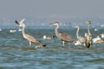 Heron Standing On A Sand Spit Stock Photo