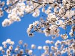 Cherry Blossoms Stock Photo