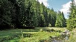 Forest In The Rhodope Mountain, Bulgaria Stock Photo