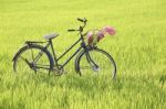 Bicycle Standing In Paddy Field Stock Photo