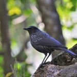 Blue Whistling-thrush Stock Photo