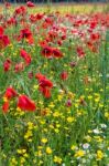 A Field Of Spring Flowers In Castiglione Del Lago Province Of Pe Stock Photo