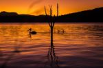 Pelicans Swimming At Sunset Stock Photo