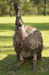 Emu In The Outdoors During The Day Stock Photo