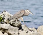 Beautiful Isolated Image With A Funny Great Heron Walking On A Rock Shore Stock Photo