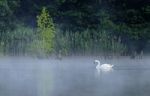 Swan Stock Photo