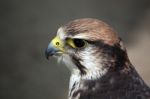 Saker Falcon Stock Photo