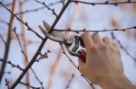 Pruning Fruit Tree - Cutting Branches At Spring Stock Photo