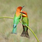 Chestnut-headed Bee-eater Stock Photo