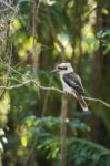 Kookaburra Gracefully Sitting In A Tree Stock Photo