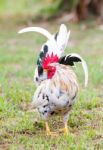 White Bantam Stock Photo