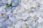 Blue Hydrangea Stock Photo