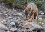 The Iberian Wolf Stock Photo