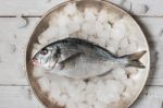 Dorado Fish On The Metal Plate With Ice Stock Photo