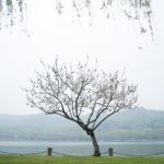 Peach Trees Blossoming Stock Photo