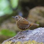 Streaked Wren Babbler Stock Photo