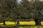 Almond Orchard In A Field Of Yellow Flowers Stock Photo