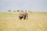 African Elephant In Serengeti National Park Stock Photo