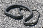 Western Whip Snake (coluber Viridiflavus) Stock Photo