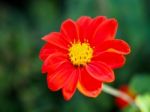 Red Zinnia In Full Bloom Stock Photo