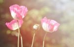 Poppy Flower Stock Photo