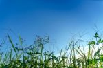 Landscape Of Grass And Flower With Blue Sky Stock Photo