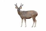 Sambar Deer Isolated Stock Photo