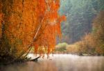 Autumn Misty Morning On The River. Yellow Birch Trees Stock Photo