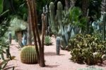 Cactus Garden Stock Photo