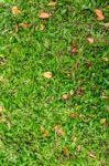 Green Grass And Dry Leaves On Ground Stock Photo