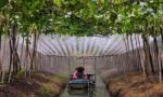 Watering To Vineyard Stock Photo