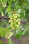 Green Grape Bunch Isolated Stock Photo