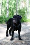 Bodyguard. Neapolitan Mastiff Stock Photo