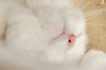 White Cat's Nose Stock Photo