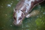 Pygmy Hippo And Baby Stock Photo