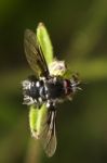 Bombylius Bee-fly Stock Photo