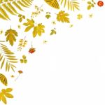 Frame From Yellow Leaves And Dry Leaves And Flower On White Background Stock Photo