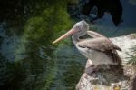 Spot-billed Pelican (pelecanus Philippensis) At The Bioparc Fuen Stock Photo