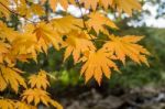 Maple In Autumn In Korea Stock Photo