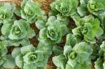 Cabbage Seedlings Stock Photo