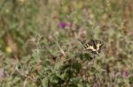 Swallowtail Butterfly In Tuscany Stock Photo