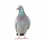 Portrait Full Body Of Speed Racing Pigeon Bird Isolate White Background Stock Photo